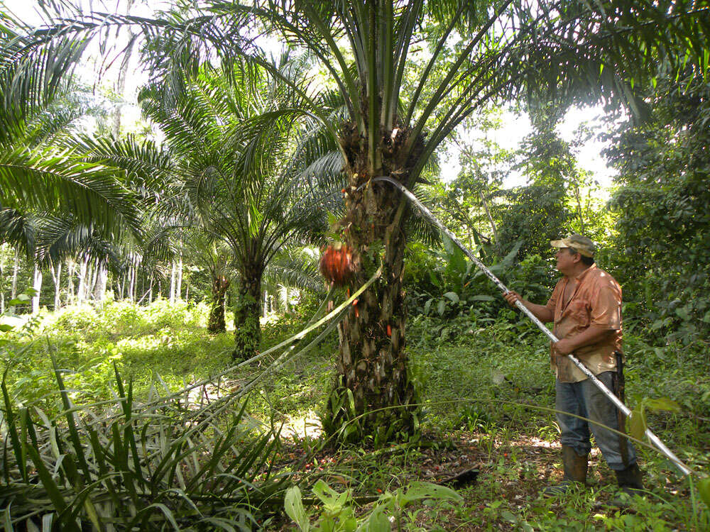 Image of oil palm