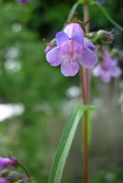 Image of sharpsepal beardtongue