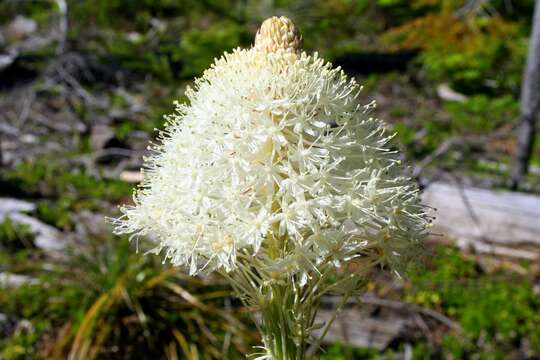 Image of Xerophyllum