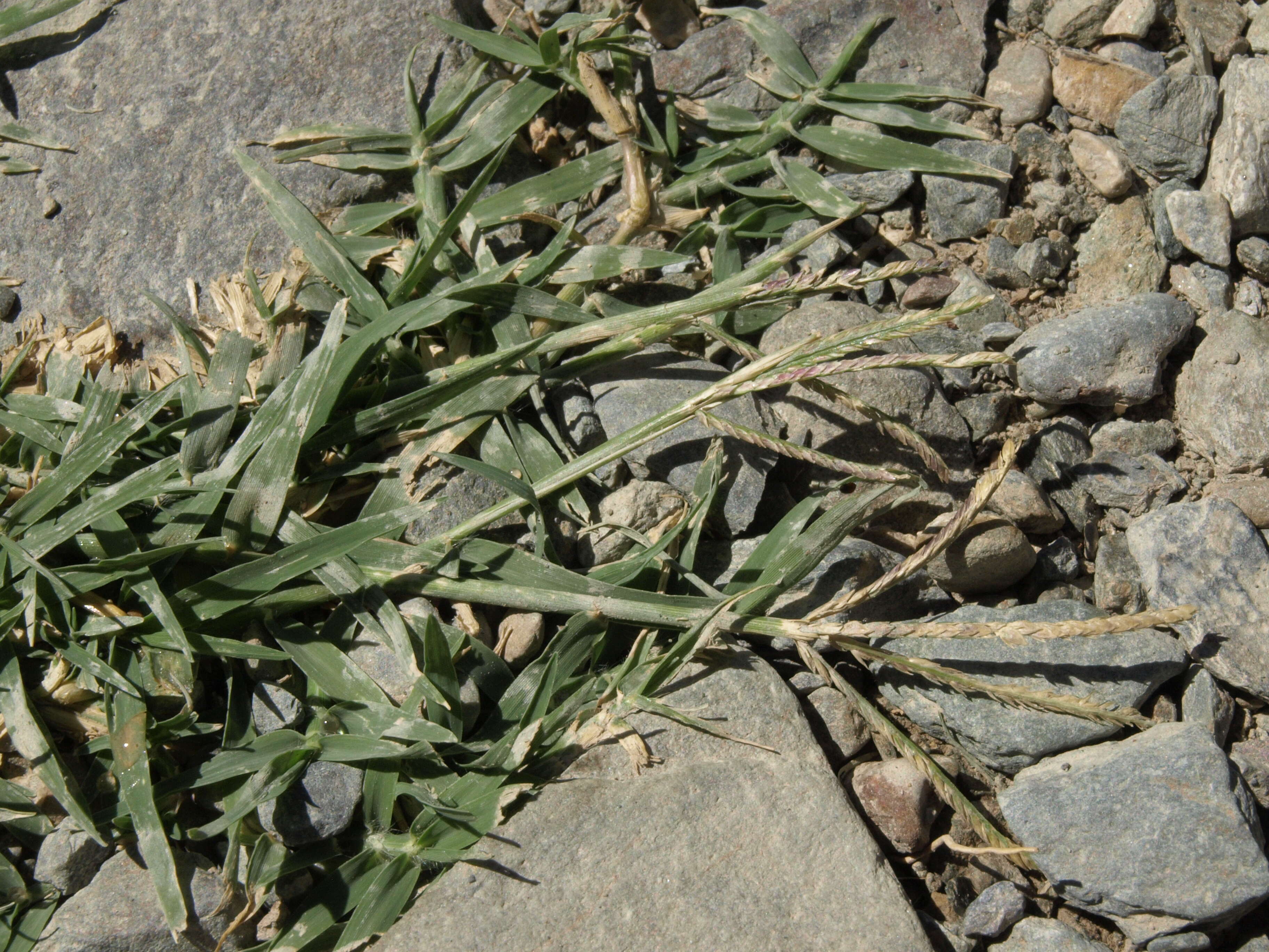 Image of Bermudagrass