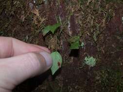 Image of forest babyboot orchid