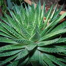 Image of Aristaloe aristata (Haw.) Boatwr. & J. C. Manning