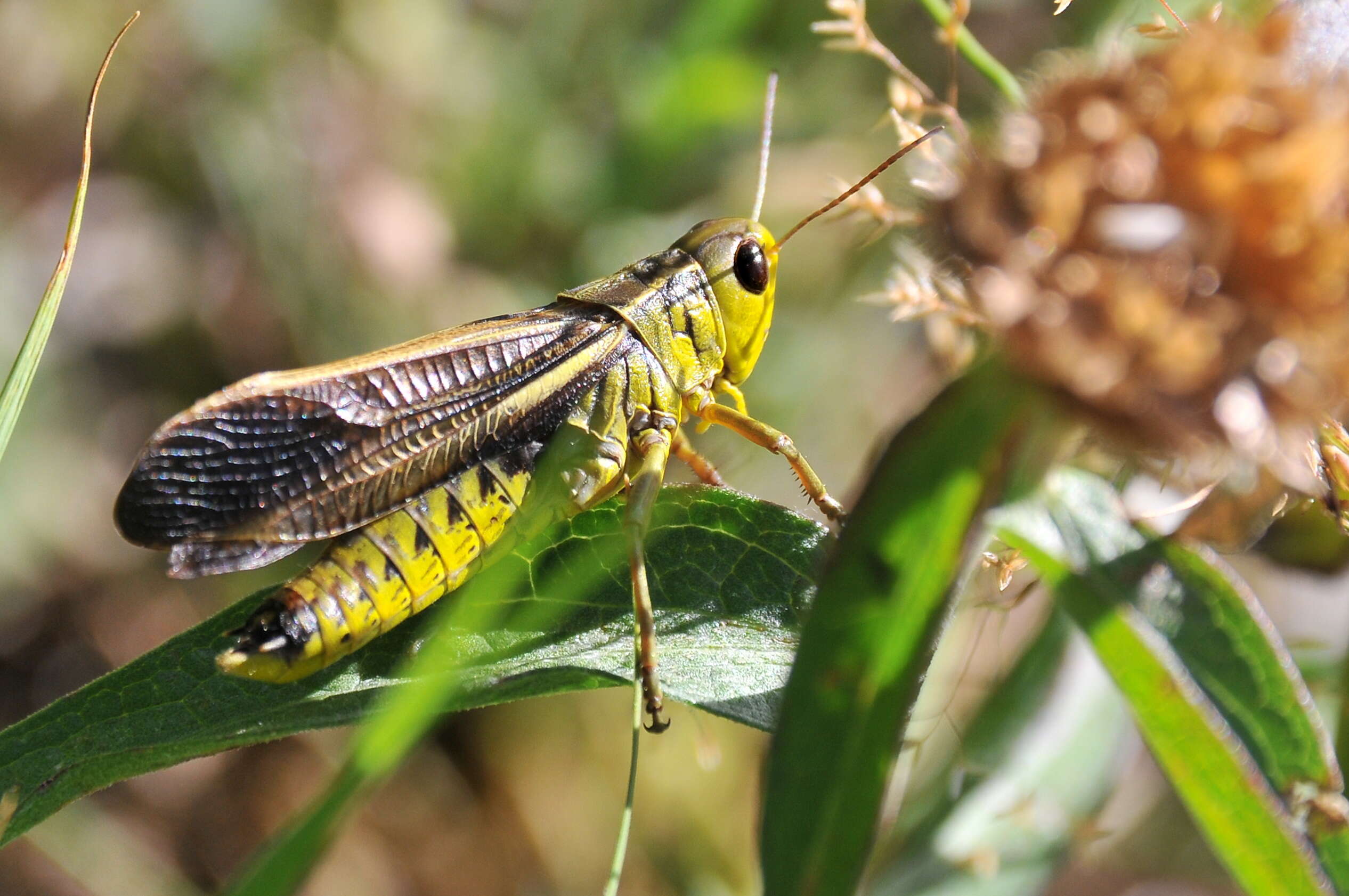 Image of Arcyptera (Arcyptera) fusca (Pallas 1773)