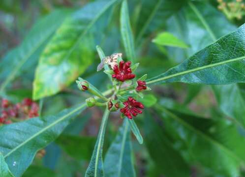 Image of Florida hopbush