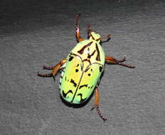 Image of flower chafers (beetles)