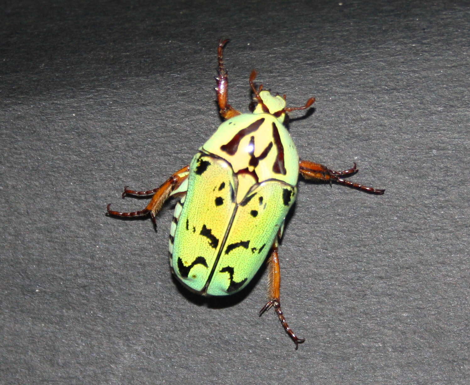 Image of flower chafers (beetles)