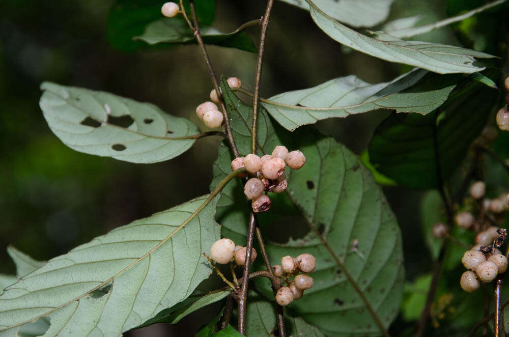 Слика од Maesa indica (Roxb.) A. DC.