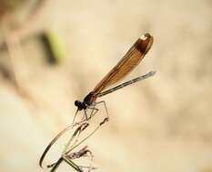 Image of Copper Demoiselle