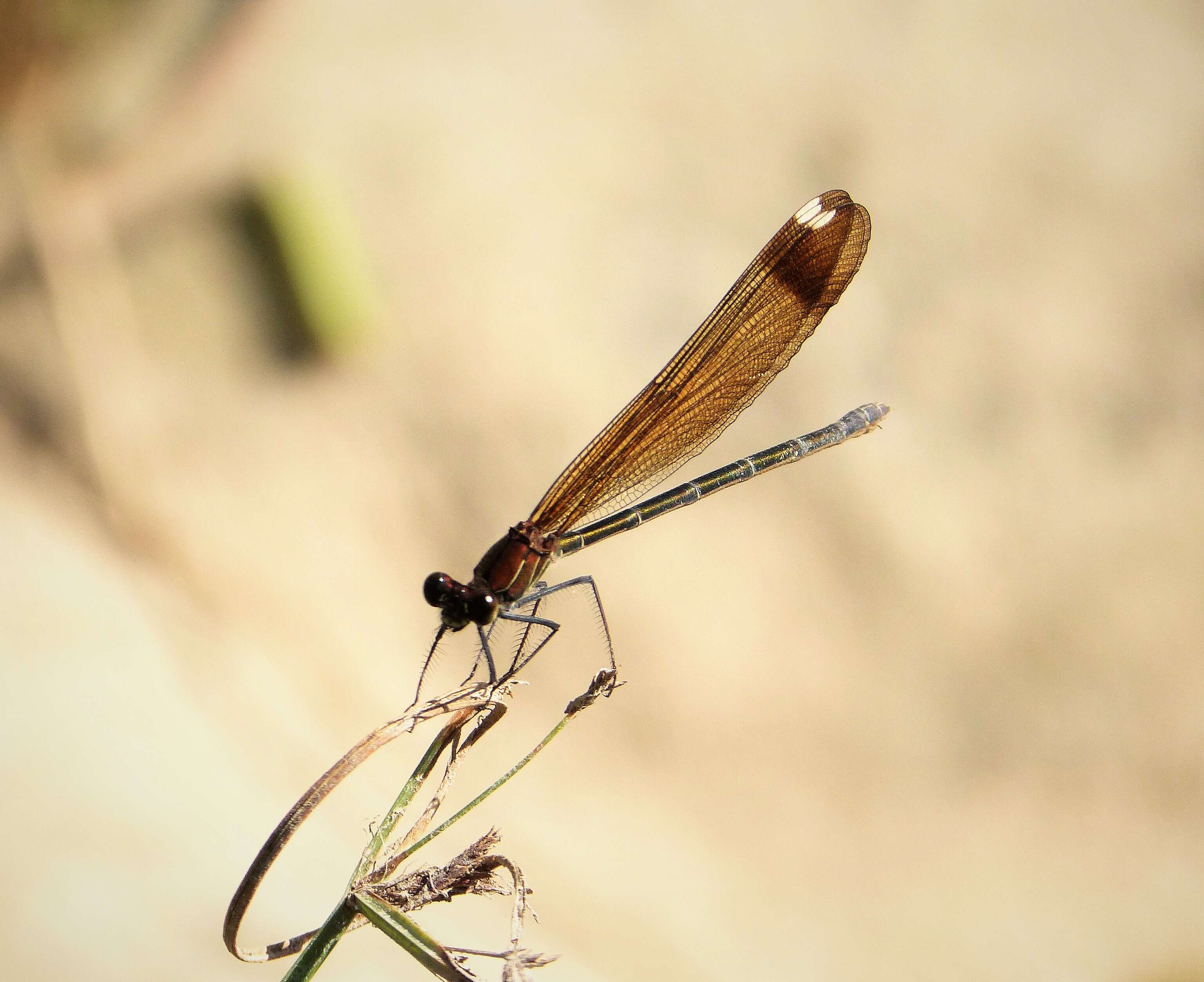 Image of Copper Demoiselle