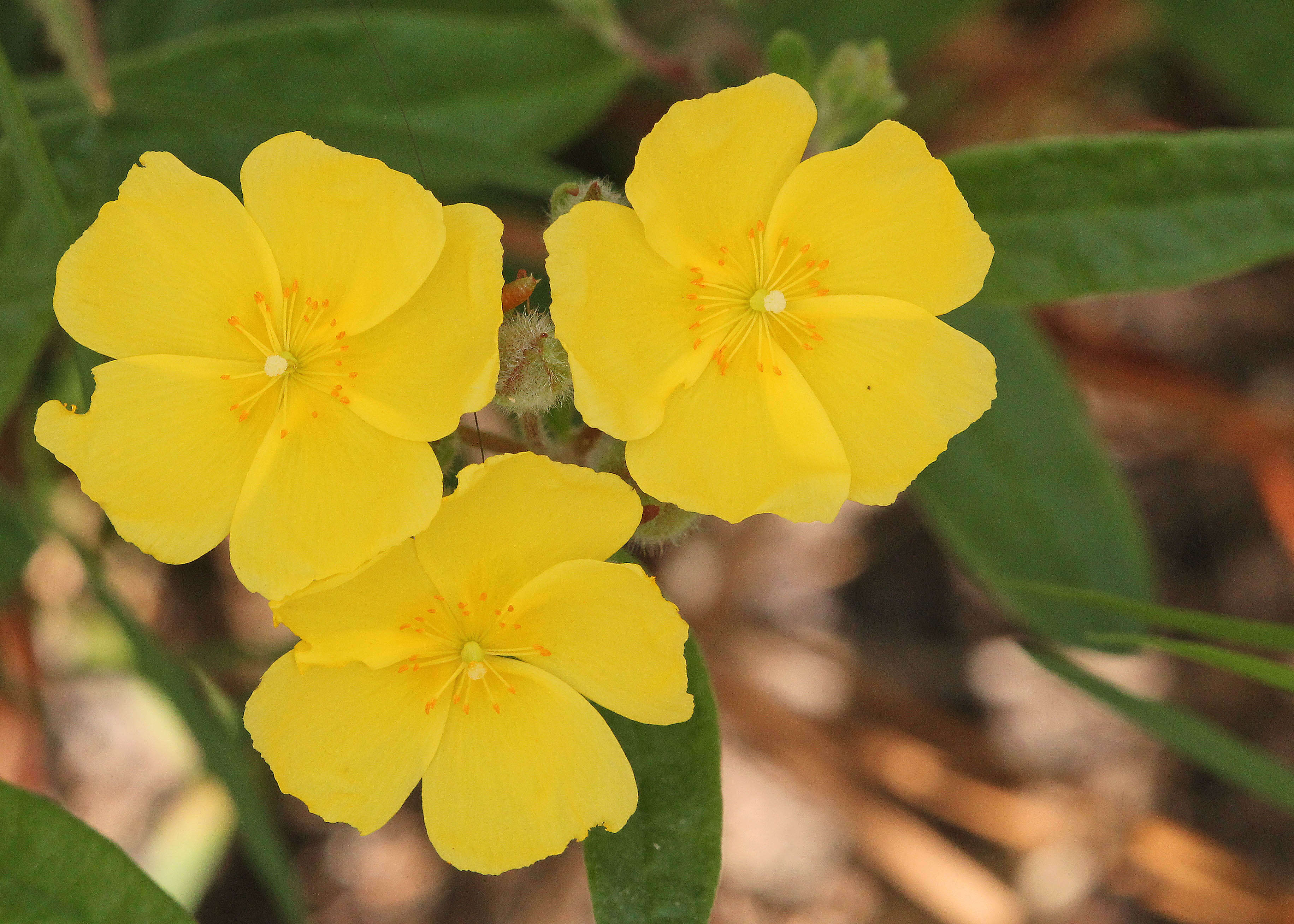 Imagem de Crocanthemum corymbosum (Michx.) Britt.