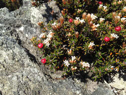 Image of Androstoma verticillata (Hook. fil.) Quinn