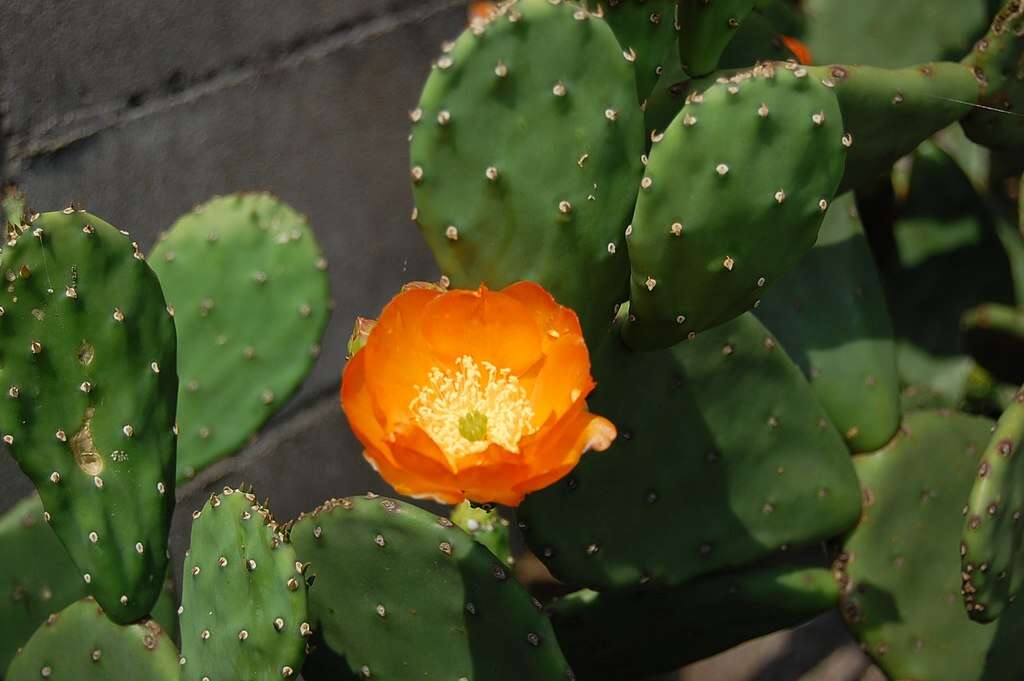 Image of Cactus-apple