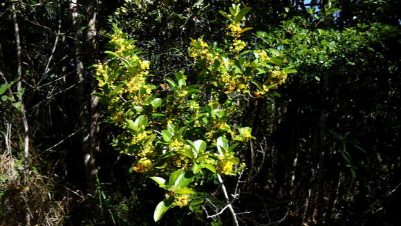 Image of Hiraea bullata W. R. Anderson