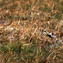 Image of Pheasant-tailed Jacana