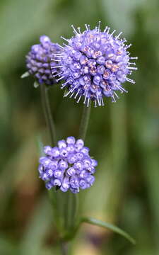 Image of Devil’s Bit Scabious