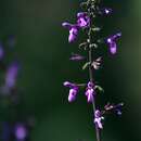 Image of Salvia laevis Benth.