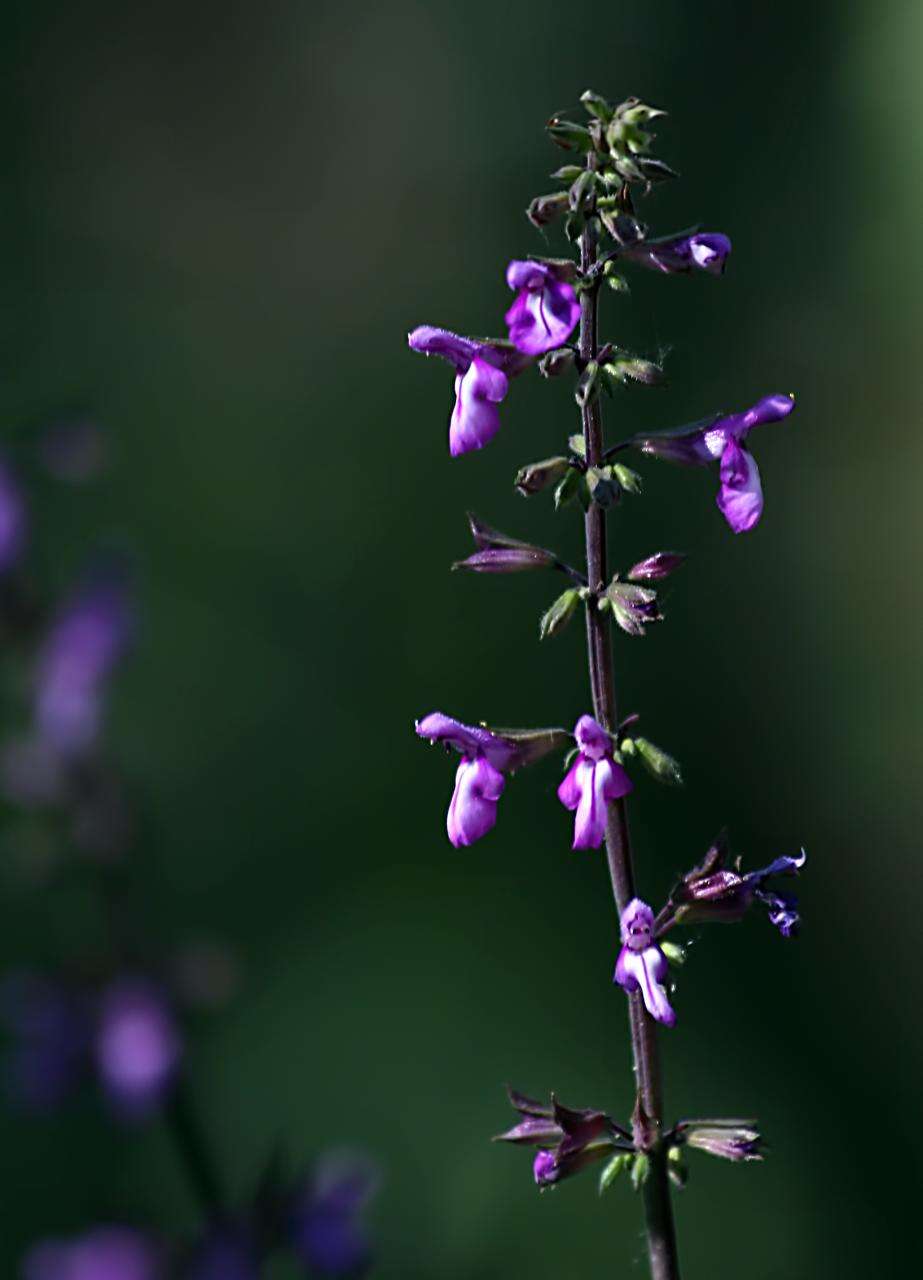 Image of Salvia laevis Benth.