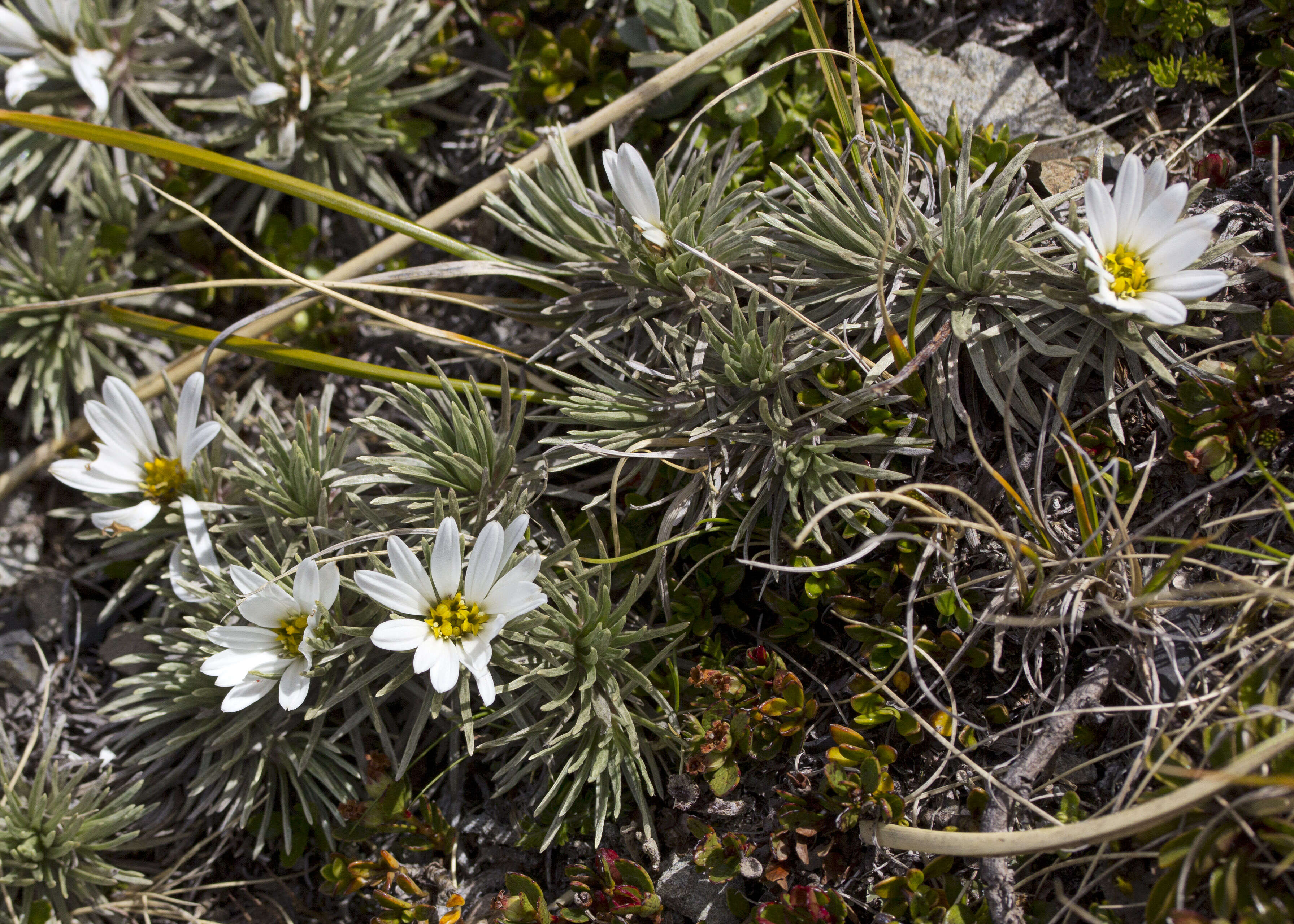 Image of Celmisia argentea T. Kirk