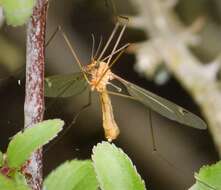 Image of Tipula (Lunatipula) lunata Linnaeus 1758