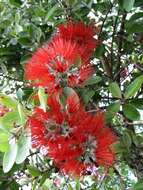 Image of lehua