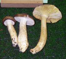 Слика од Hygrophorus latitabundus Britzelm. 1899