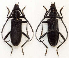 Image of capricorn beetle