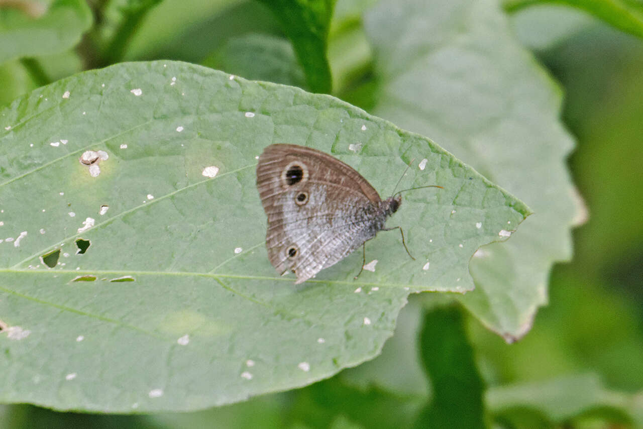 Слика од Ypthima pandocus Moore 1857