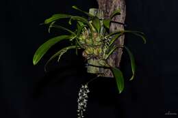 Image de Bulbophyllum lindleyanum Griff.