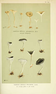 Image of Arrhenia philonotis (Lasch) Redhead, Lutzoni, Moncalvo & Vilgalys 2002