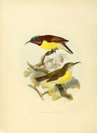 Image of Leptocoma Cabanis 1851