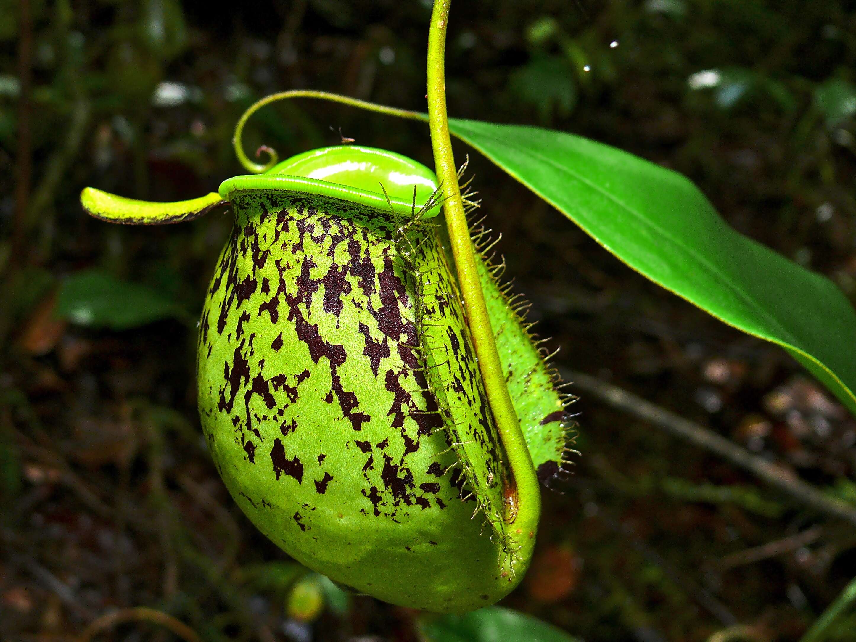 Image of Flask-Shaped Pitcher-Plant