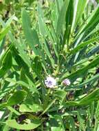 Image of Globularia salicina Lam.