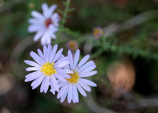 Image of Walter's aster