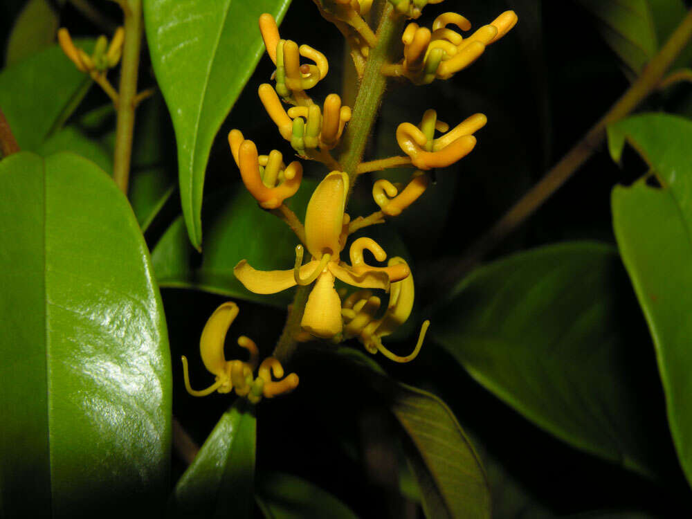 Image of Vochysiaceae