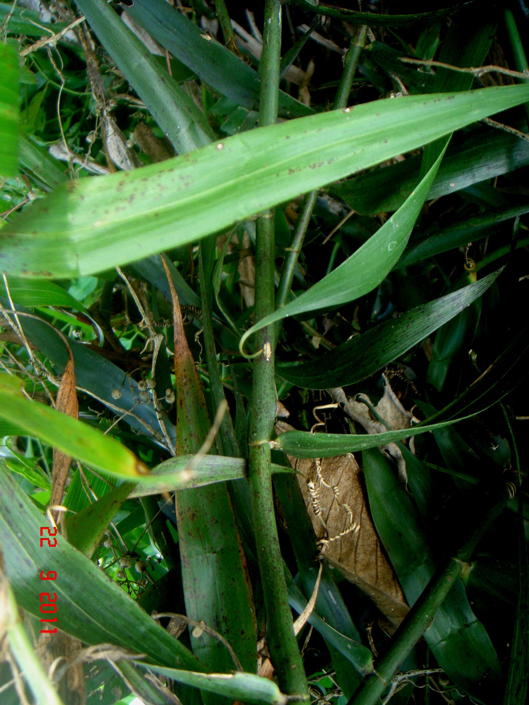 Image of Flagellariaceae