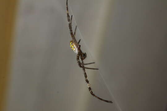 Imagem de Argiope