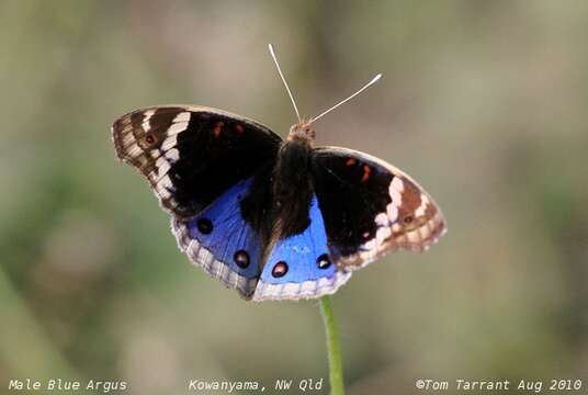 Plancia ëd Junonia orithya Linnaeus 1764