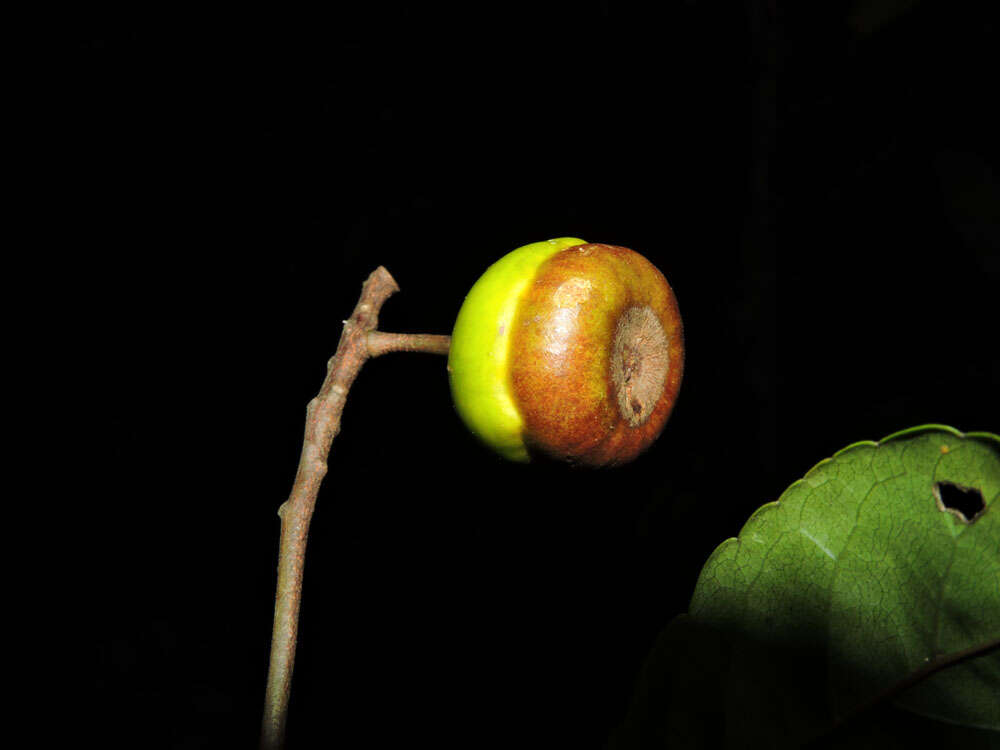 Image of Anthodiscus chocoensis Prance