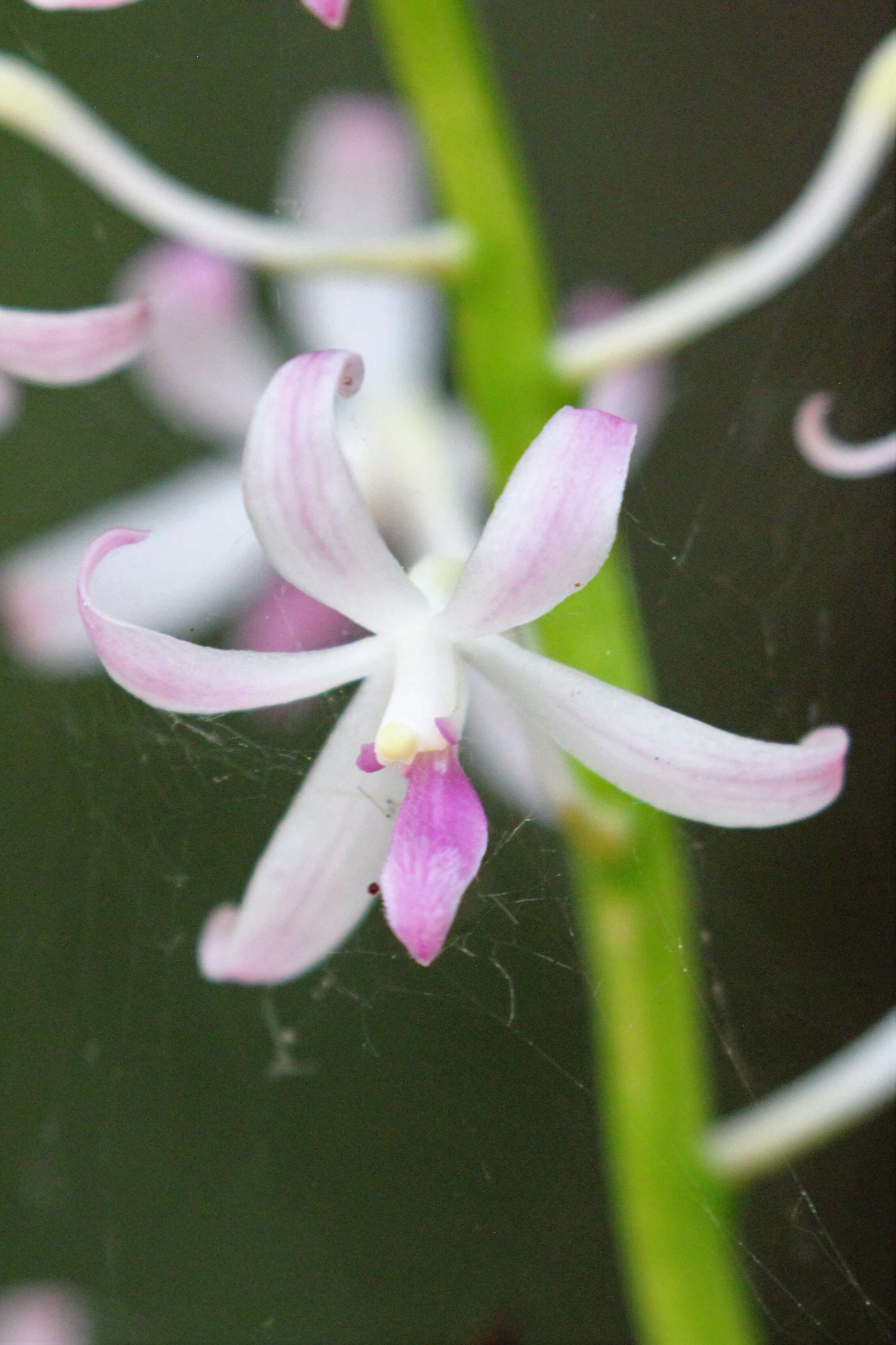 Image of Blotched Hyacinth-orchid