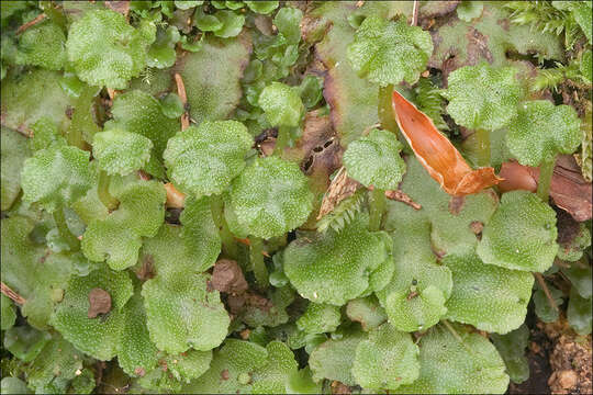 Image of Marchantia quadrata Scop.