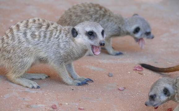 Image of Suricata Desmarest 1804