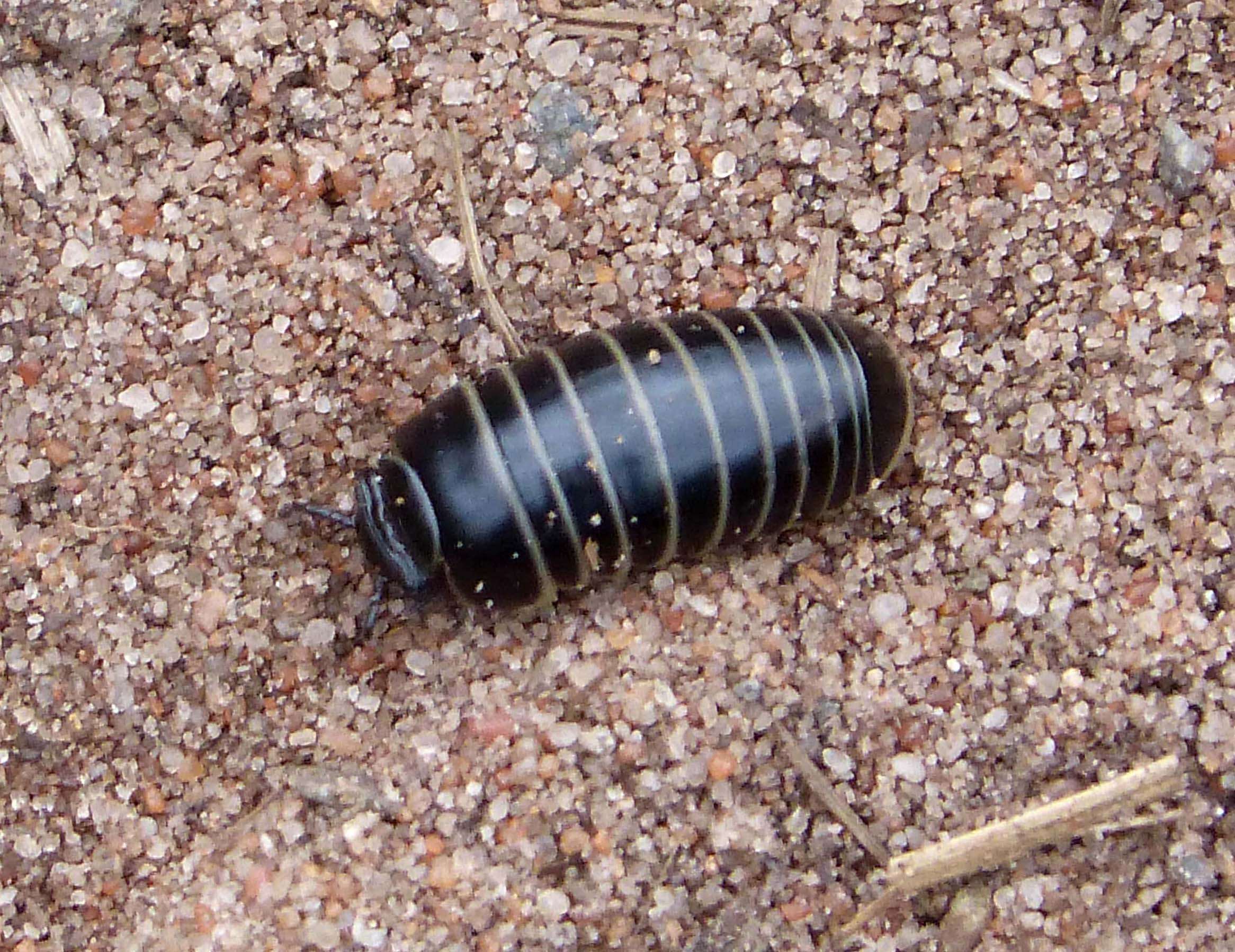 Image of Pill millipede