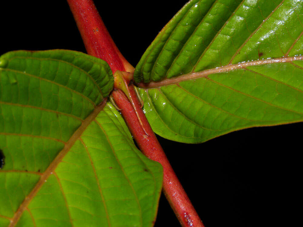 Image of Gonzalagunia brenesii Standl.