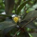 Image of Camellia connata Craib