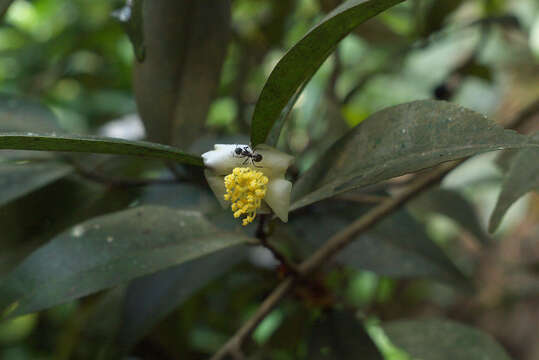 Imagem de Camellia connata Craib