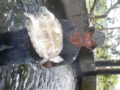 Image of Arrau River Turtle