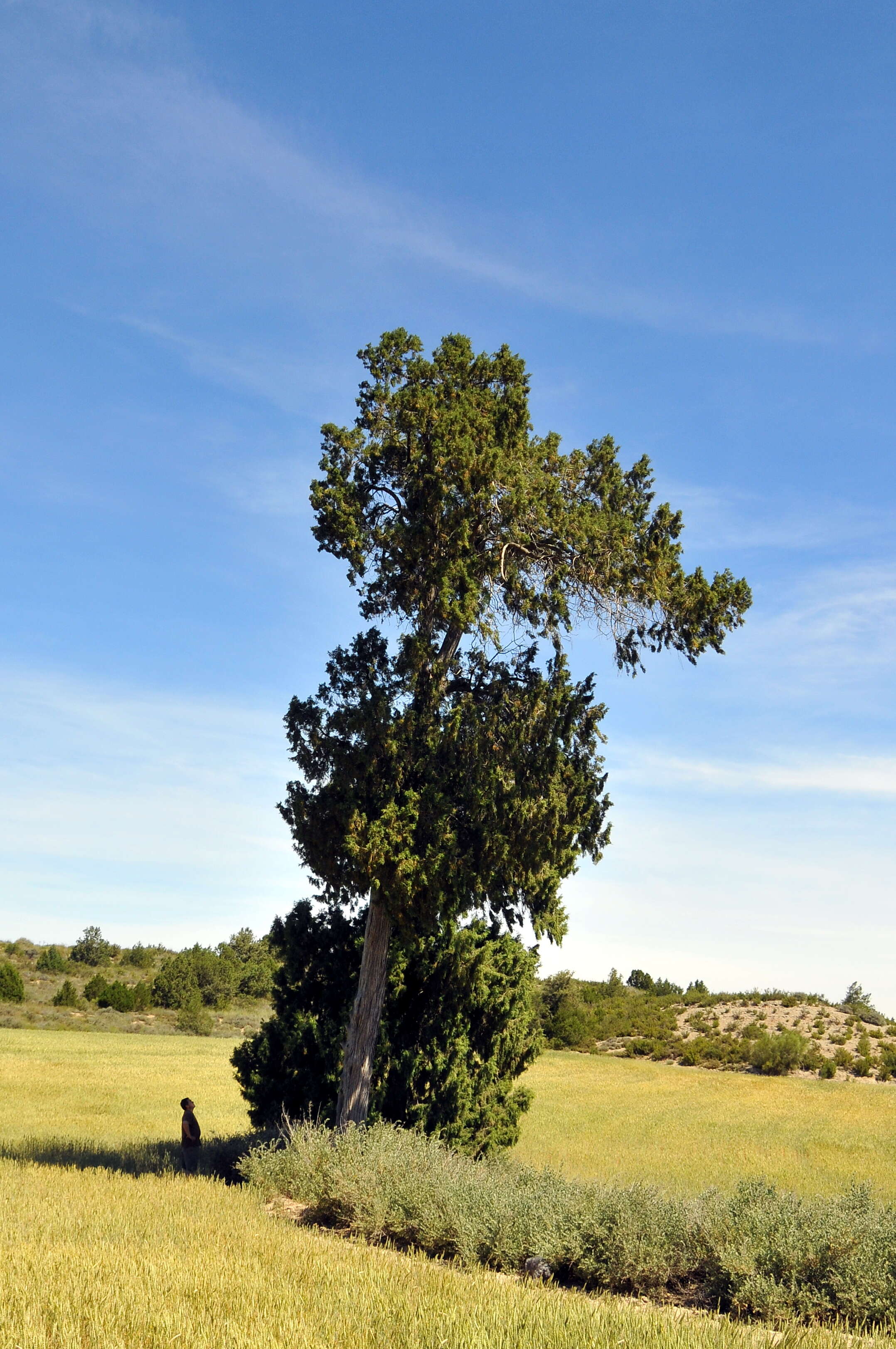 Слика од Juniperus thurifera L.