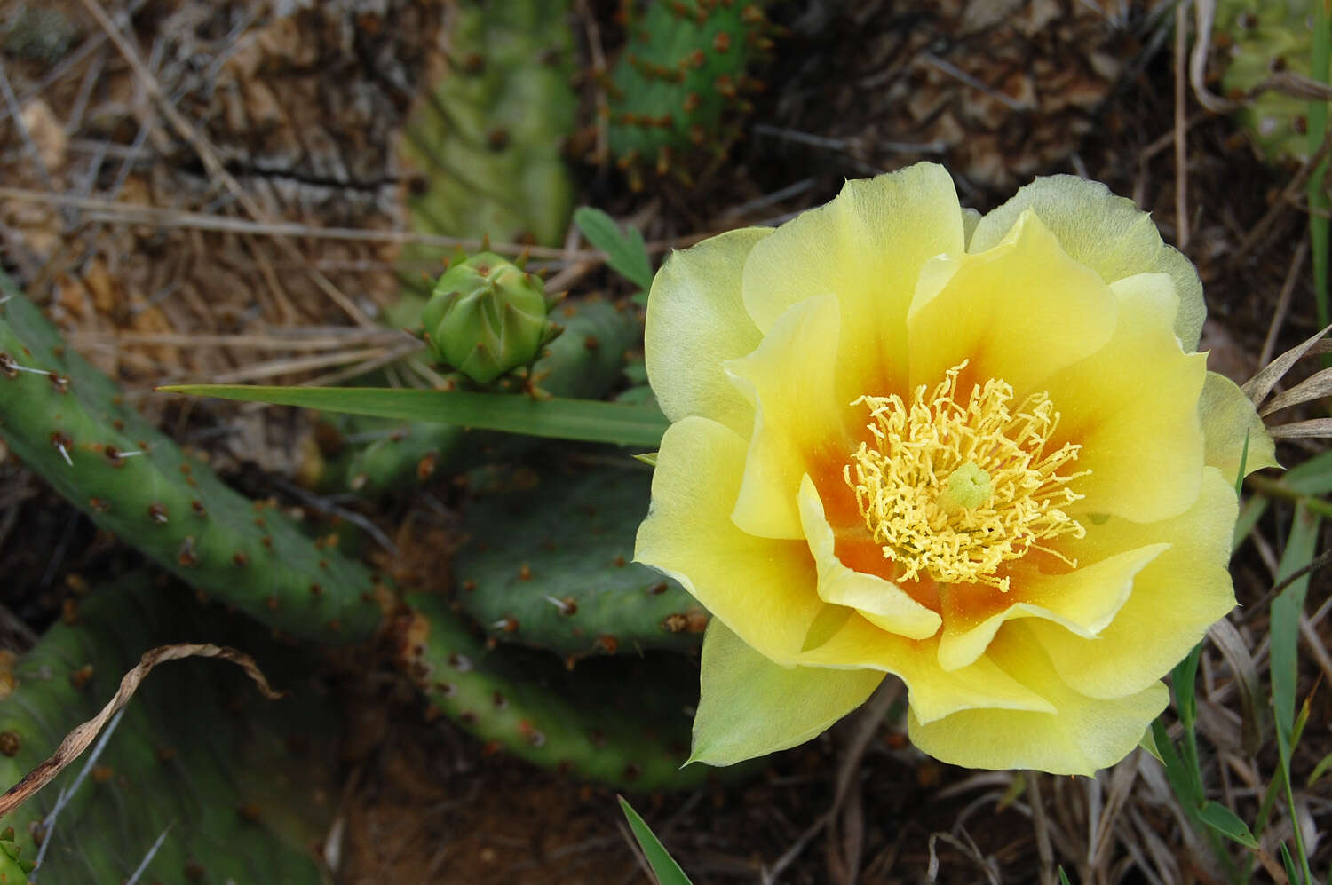 Image of Grassland Pricklypear