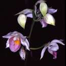 Image of Gastrorchis pulchra Humbert & H. Perrier