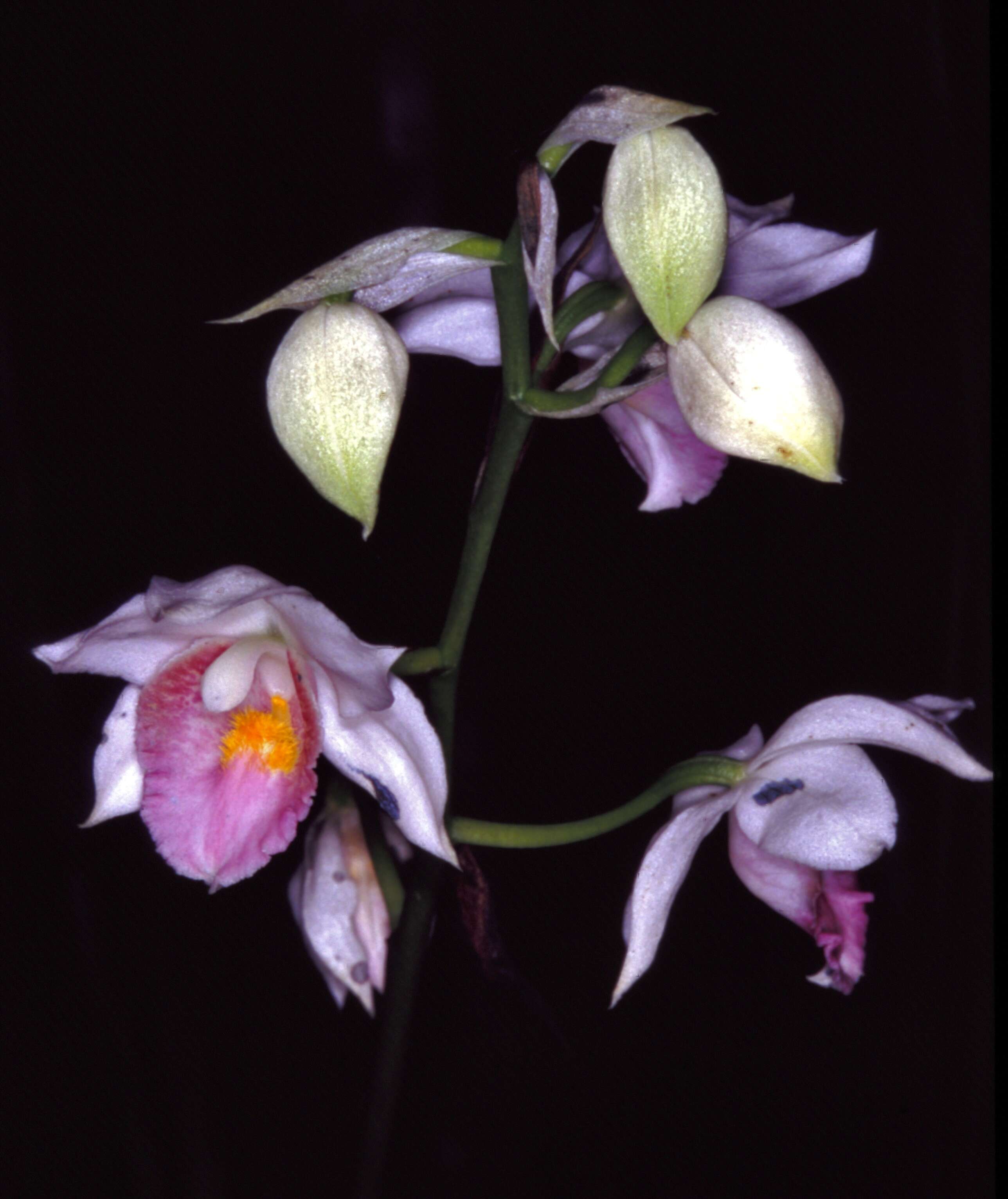 Image of Gastrorchis